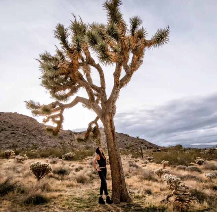 Carolina Brooks in desert under tree